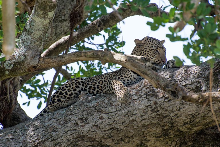 Leopard Tracking - Murchison National Park