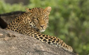 Leopard in Ruaha