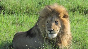Lion In Serengeti