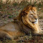 Lion - King of the jungle in Serengeti