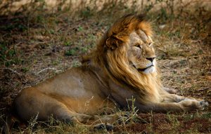 Lion - King of the jungle in Serengeti