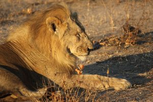 Lion Kinga - Ruaha National Park