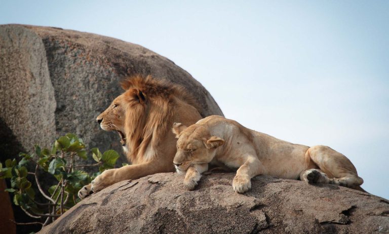Lion on Kopjes Rocks - Serengeti
