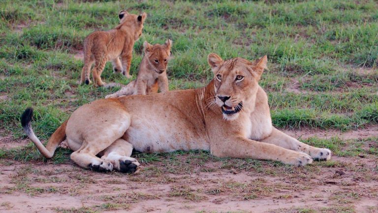 Lions Tracking in Murchison NP (2)