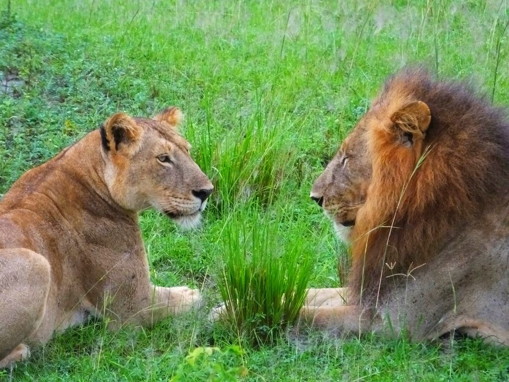 Lions in Murchison NP