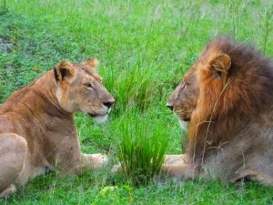 Lions in Murchison NP