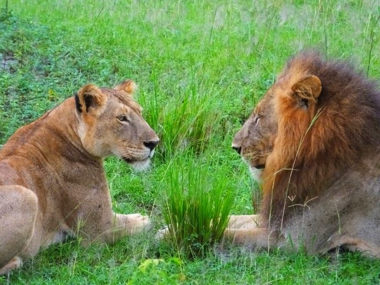 Lions in Murchison NP