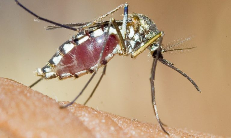 Malaria from mosquito bites leading to many deaths