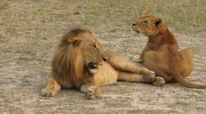 Male and female lion in Murchison National Park