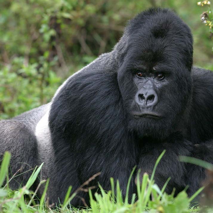 Massive-Silverback-Bwindi- Bench Press