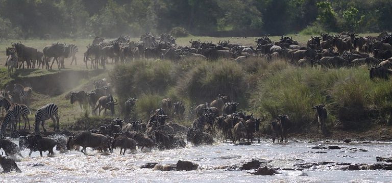 Msaia Mara Wildebeest- Kenya
