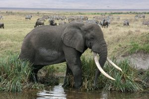 Ngorongoro elephant - super tusker