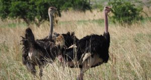 Ostrich in Ruaha National Park