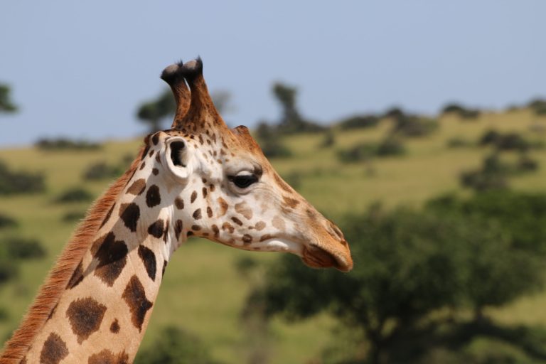 Rothschilds giraffe-Murchison Falls National Park
