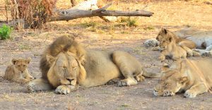 Ruaha Lion Pride