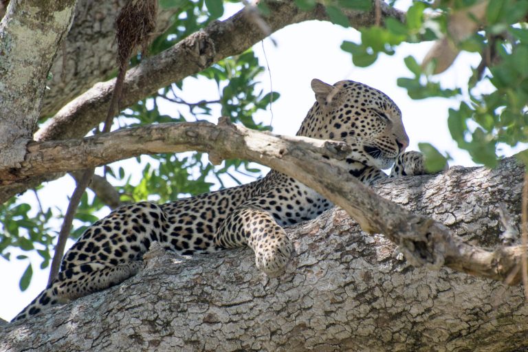 Save Leopards - Murchison National Park