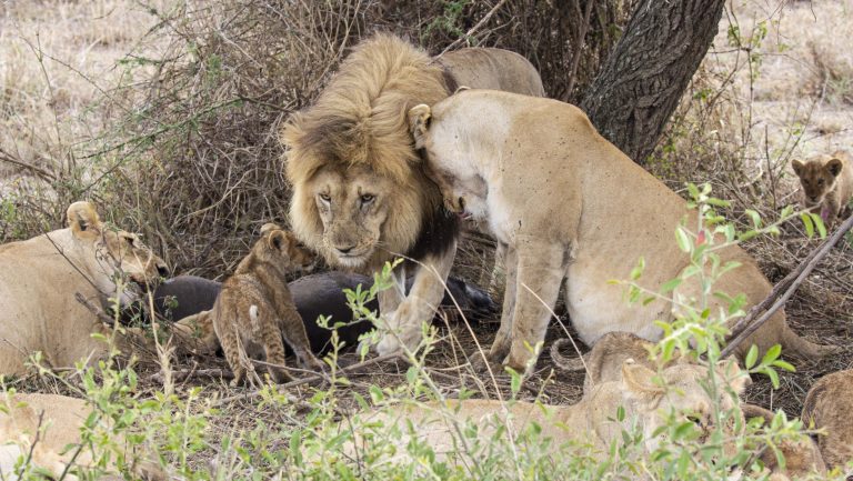 A male and a female lion with a cub in Serengeti NP
