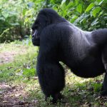 Luxury Gorilla Trekking Bwindi