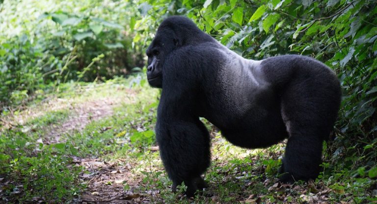 Luxury Gorilla Trekking Bwindi