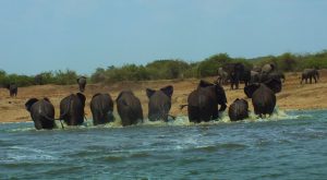 The Great Ruaha River