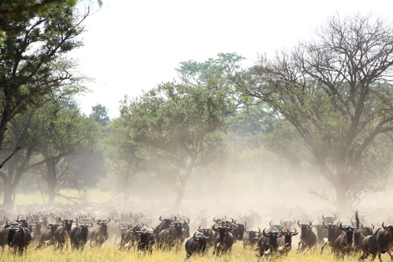 The Great Serengeti Migration - TZ