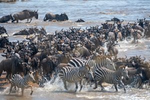 The Great Serengeti Migration - Tanzania