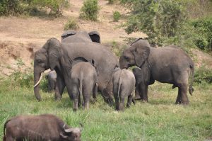 What Are Elephant Tusks Made Of
