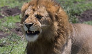 What does a male lion do