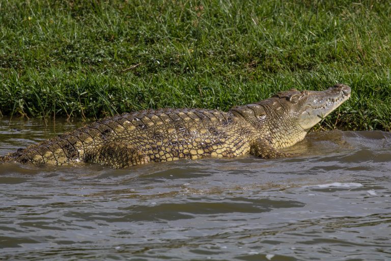 Why crocodiles live long