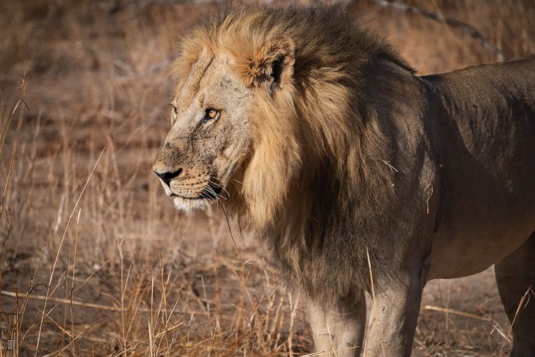 huge male lion with mane - ruaha