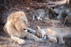 lion Pride In Ruaha