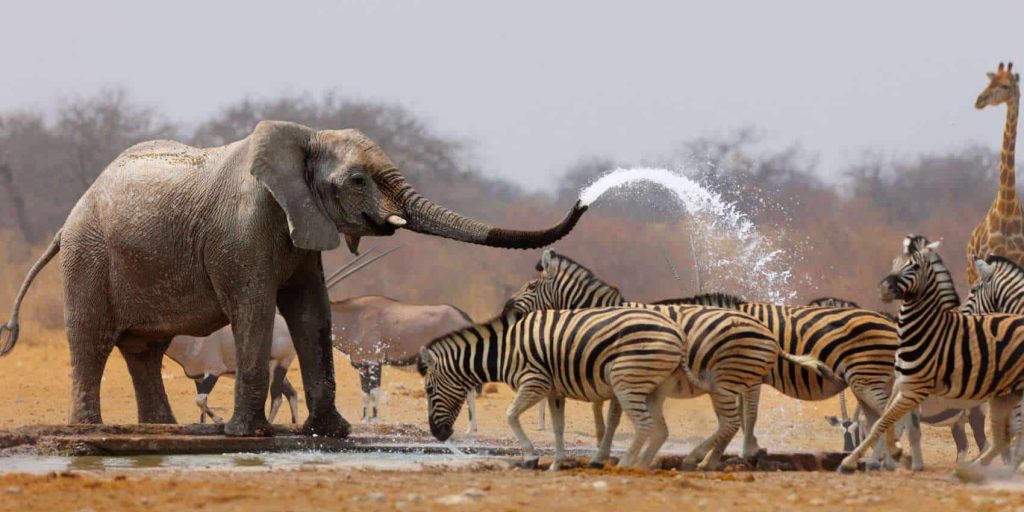 African Animals