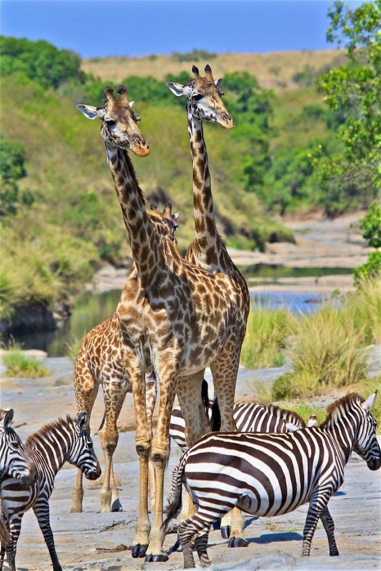 African Giraffes and Zebras