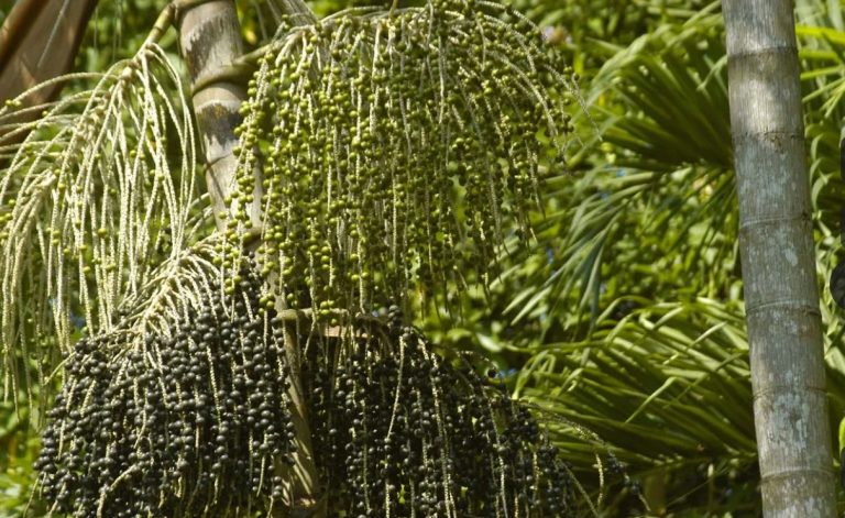 Forest Drupes-Kibale National Park