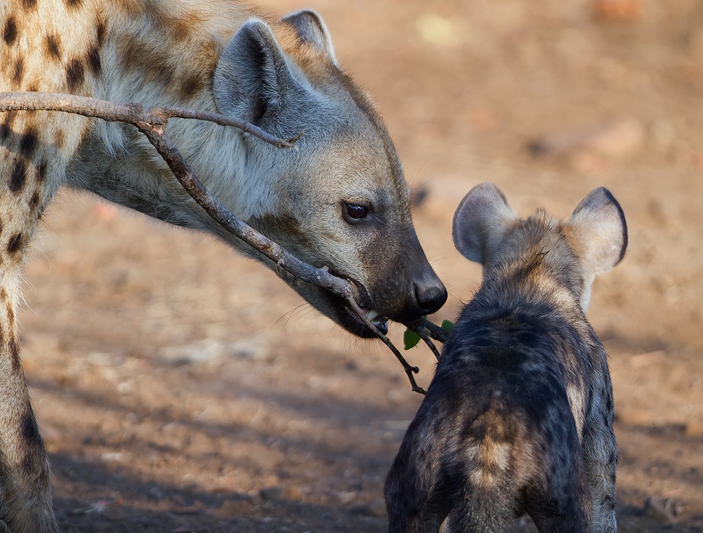 Hyena mum and cub