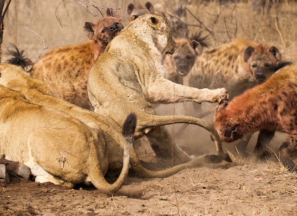 Lions and hyenas fighting