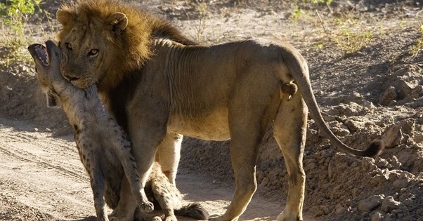 Male lions are known for killing hyenas