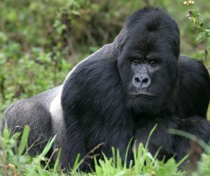 Mountain Gorilla - Bwindi National Park -Uganda
