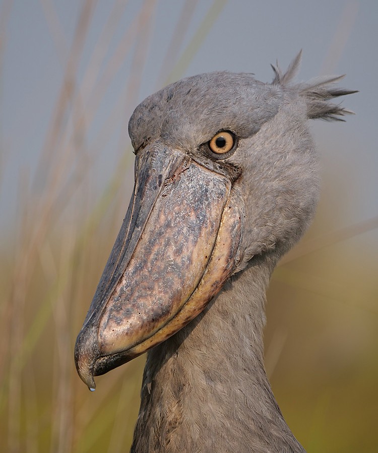 Shoebill at Mabamba Swamp - Uganda