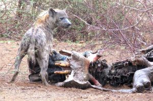 Spotted Hyenas Habitat