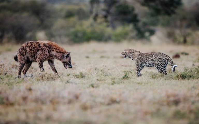Spotted hyena vs leopard in Masai Mara