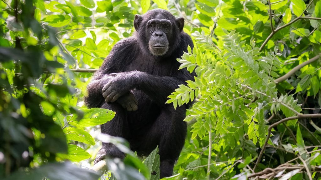 What do Chimpanzees eat