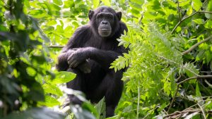 What do Chimpanzees eat