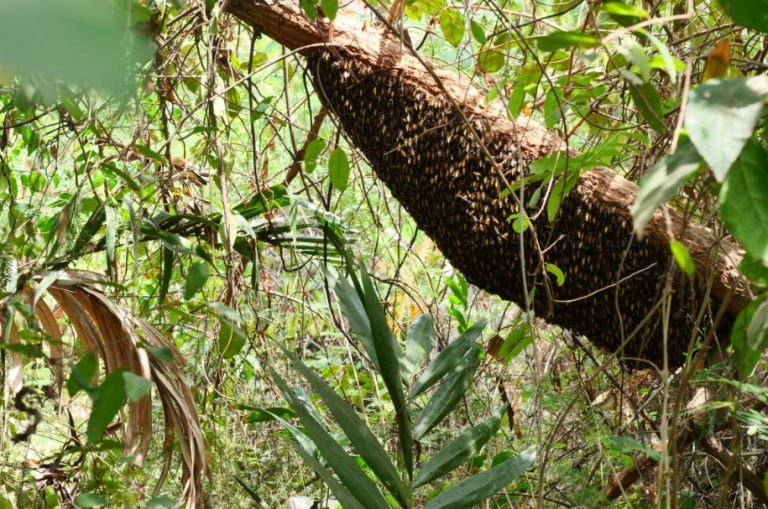 Wild Honey - a forest food for chimps