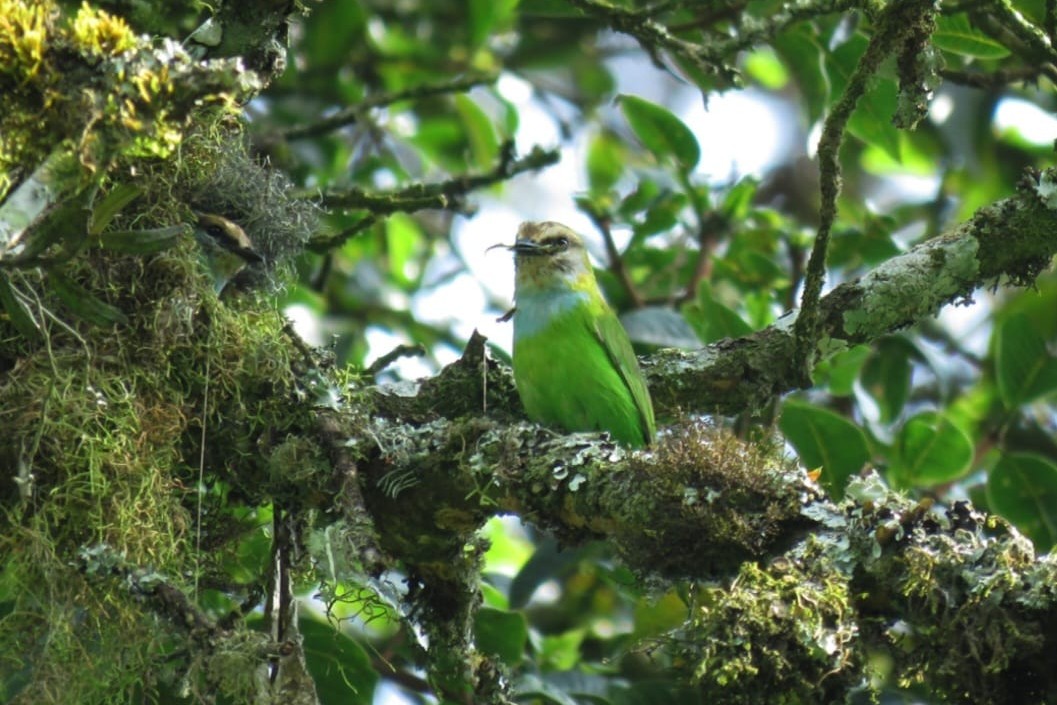 African Green Broadbill in Uganda