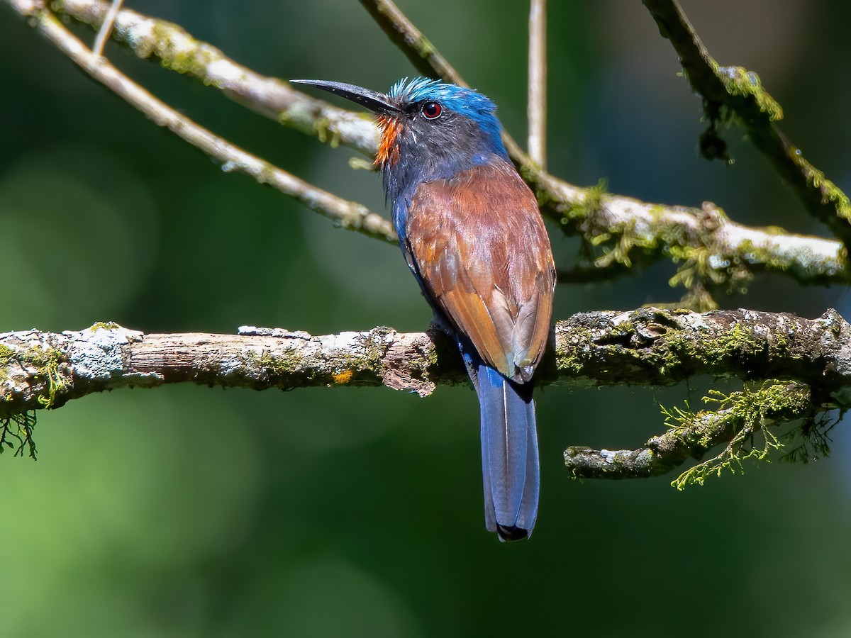 Blue-headed Bee-eater