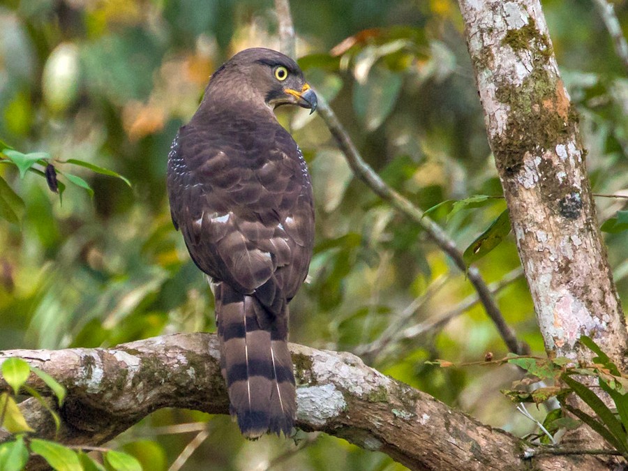 Congo Serpent Eagle