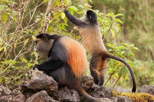 Golden Monkey Mgahinga