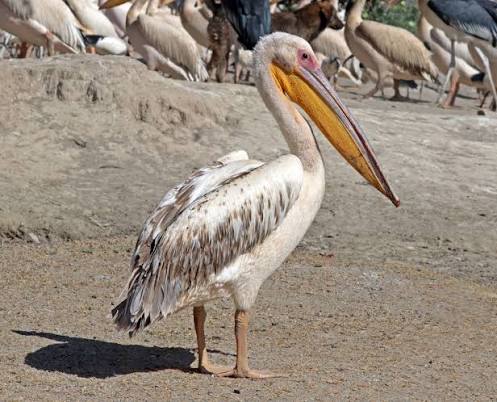 Great White Pelican