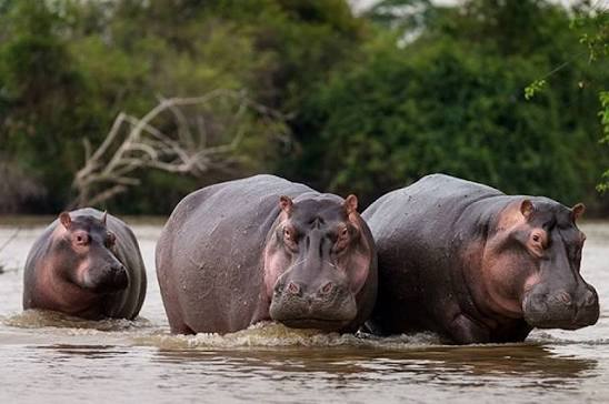Hippos are a common site at Murchison National Park - Boat Cruise